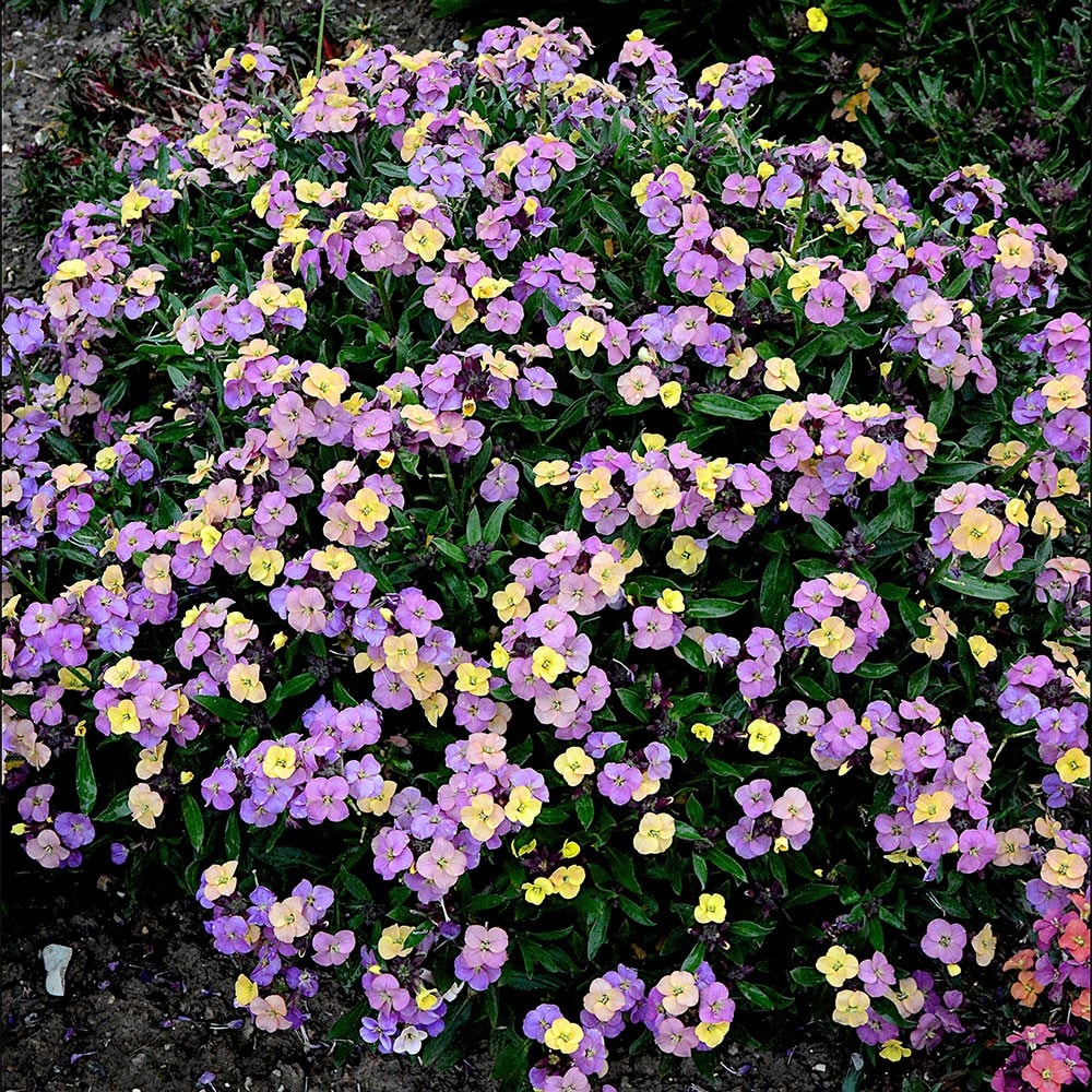 <i>Erysimum</i> 'Night Skies' (Sky Series)