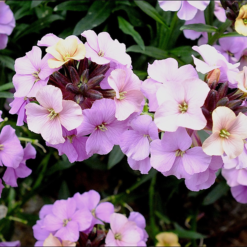 <i>Erysimum</i> 'Night Skies' (Sky Series)