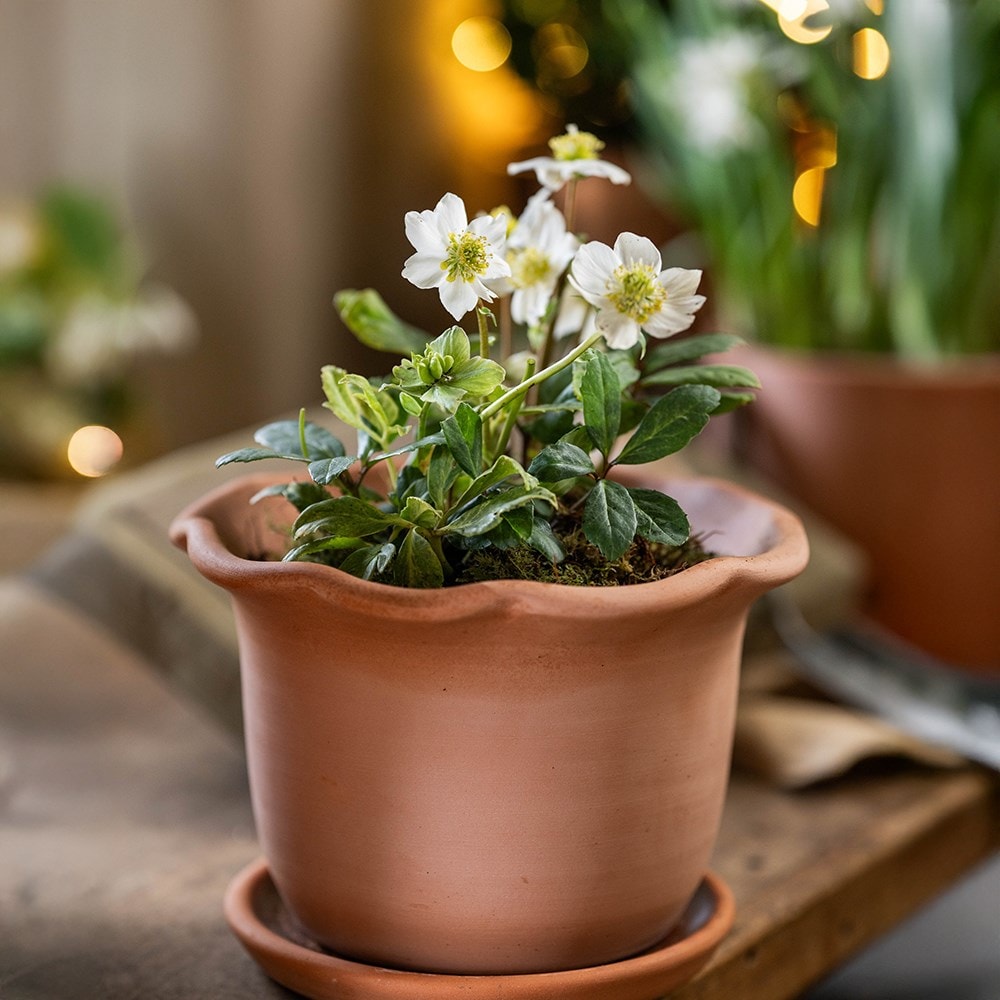 Product options image