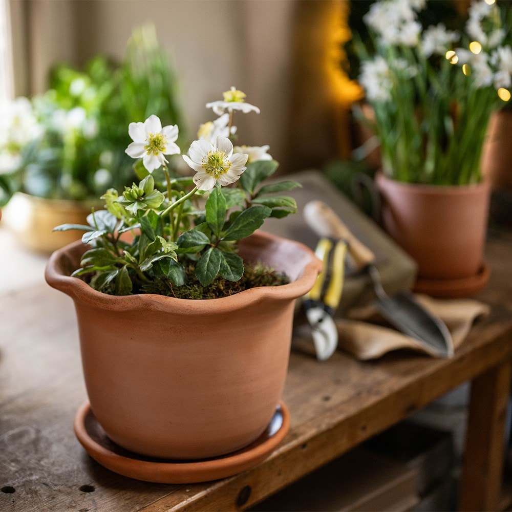 <i>Helleborus niger</i> 'Christmas Carol'