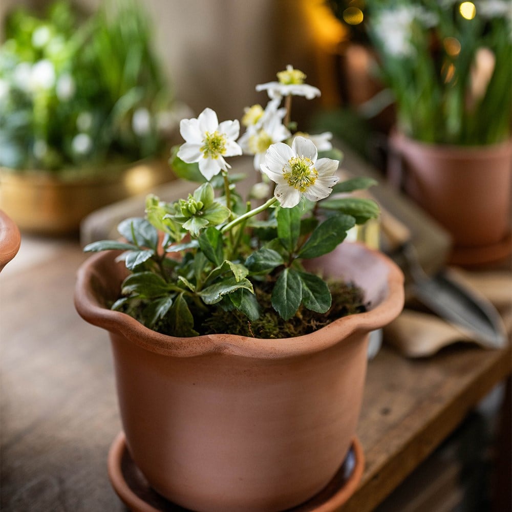 <i>Helleborus niger</i> 'Christmas Carol'