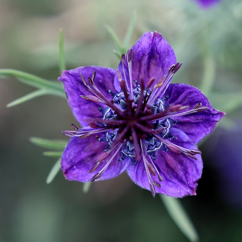 <i>Nigella papillosa</i> 'Midnight'