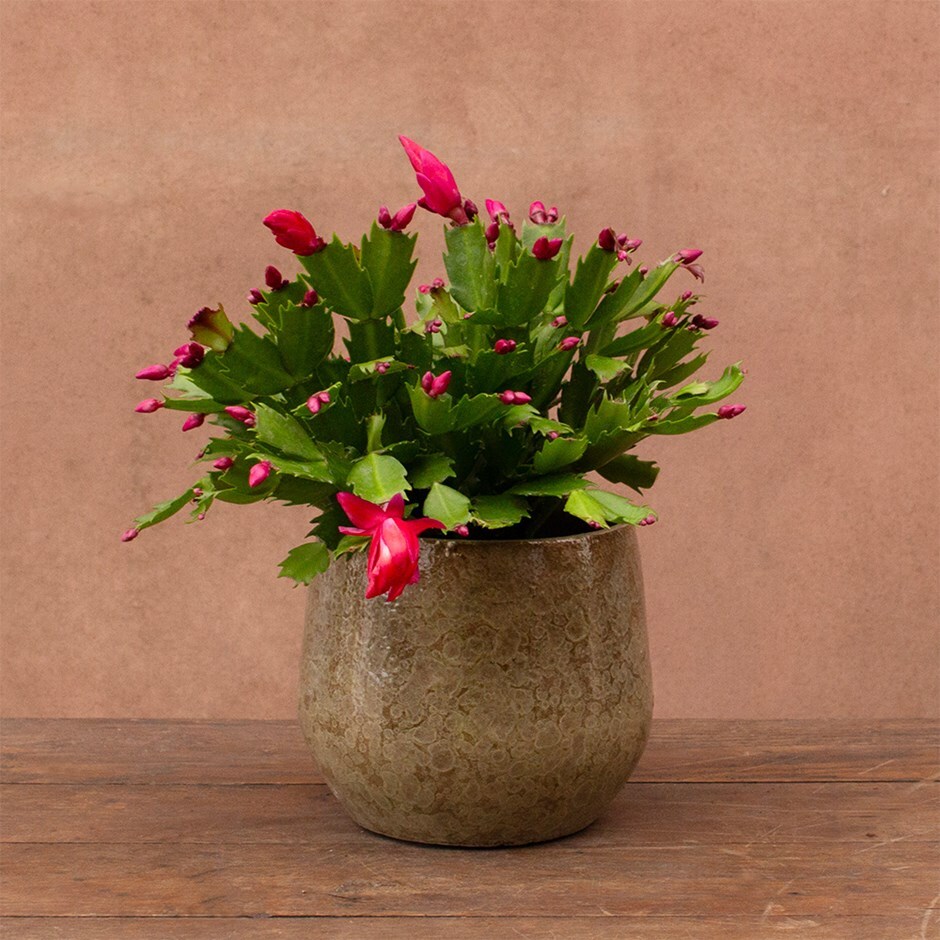 Christmas cactus