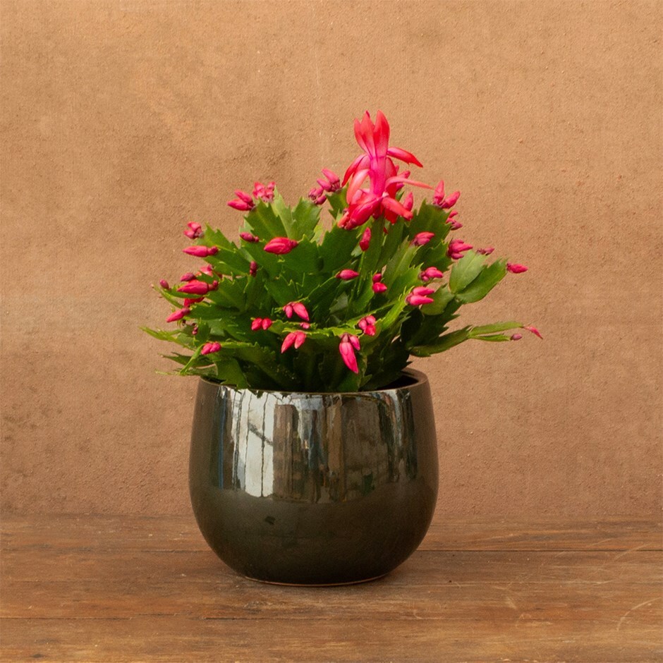 Schlumbergera red-flowered | Houseplant