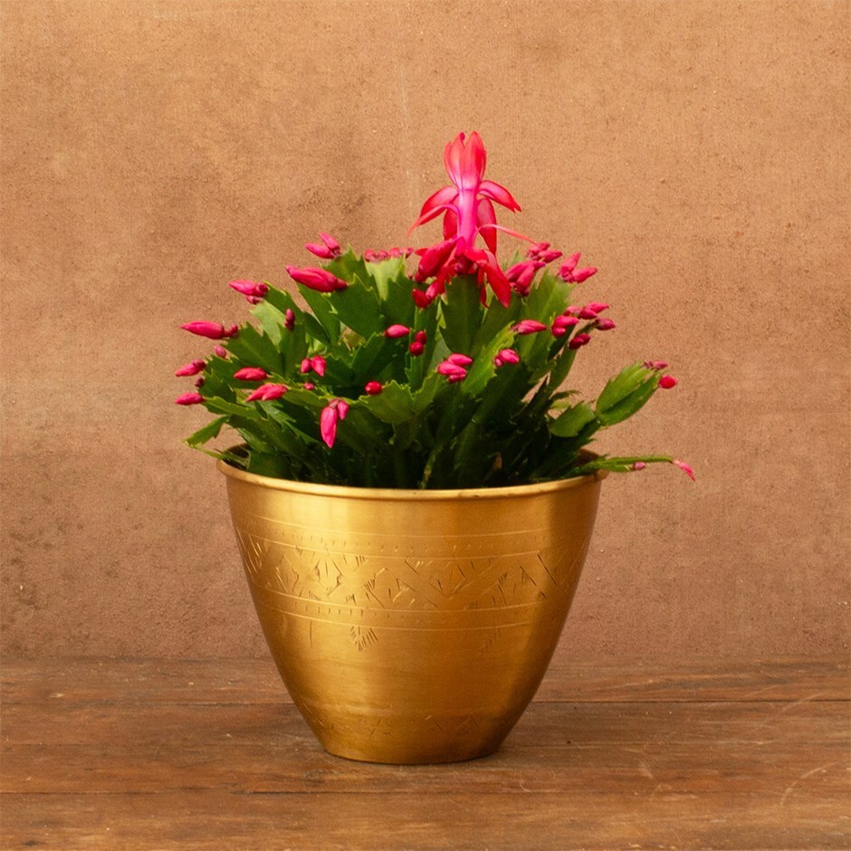 Schlumbergera red-flowered | Houseplant