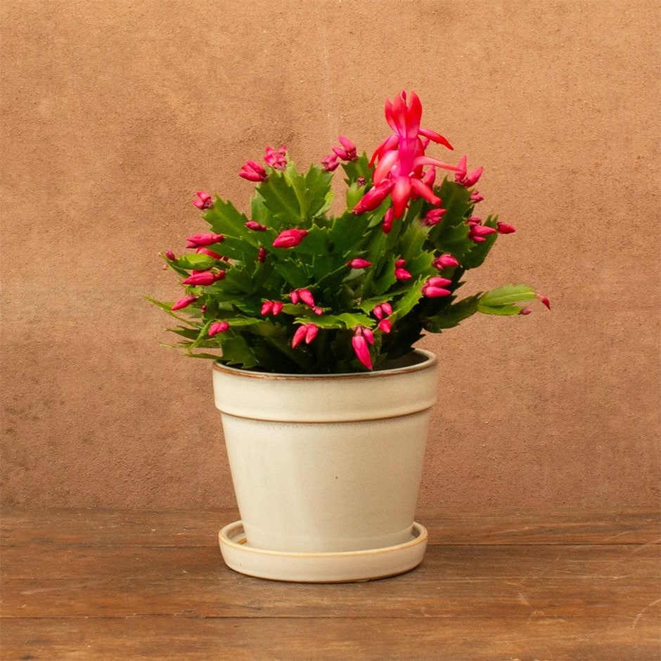 Schlumbergera red-flowered | Houseplant
