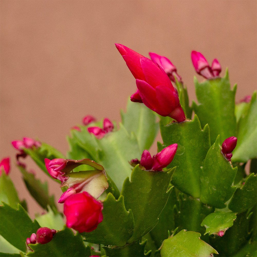 Schlumbergera red-flowered | Houseplant