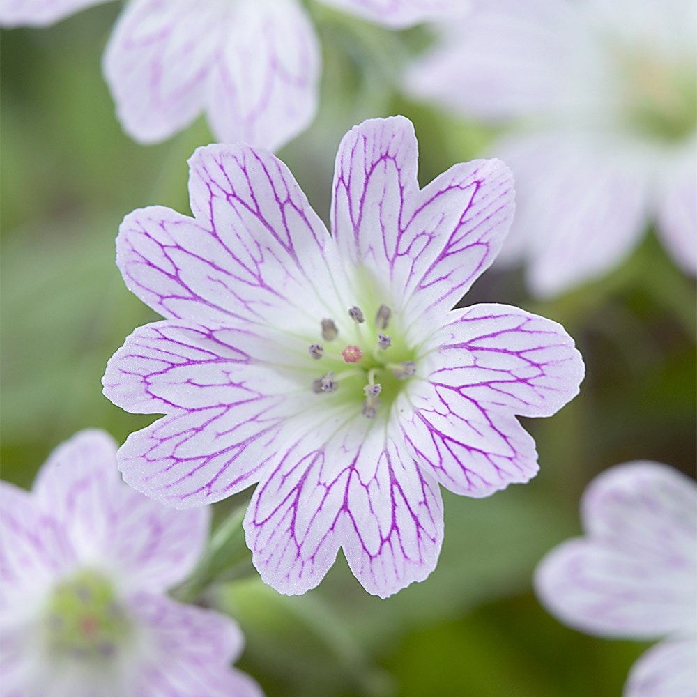 <i>Geranium × oxonianum</i> 'Katherine Adele'