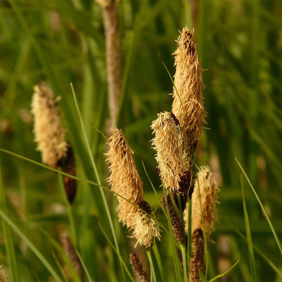 Japanese sedge
