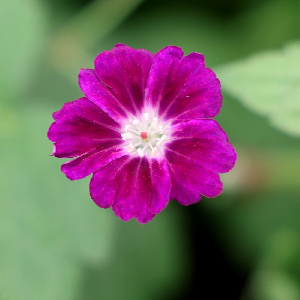 Product options image