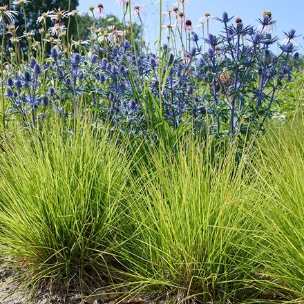 Sesleria Greenlee