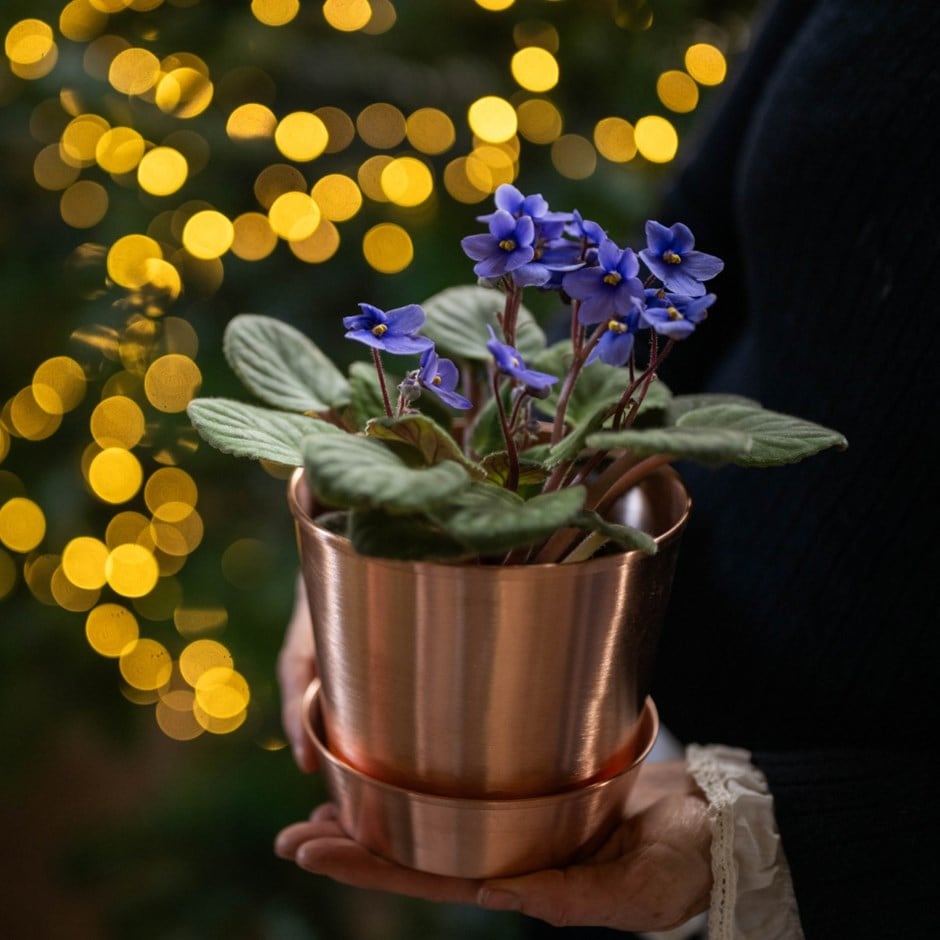 African violet