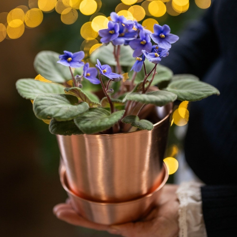 <i>Saintpaulia Light Blue </i> 