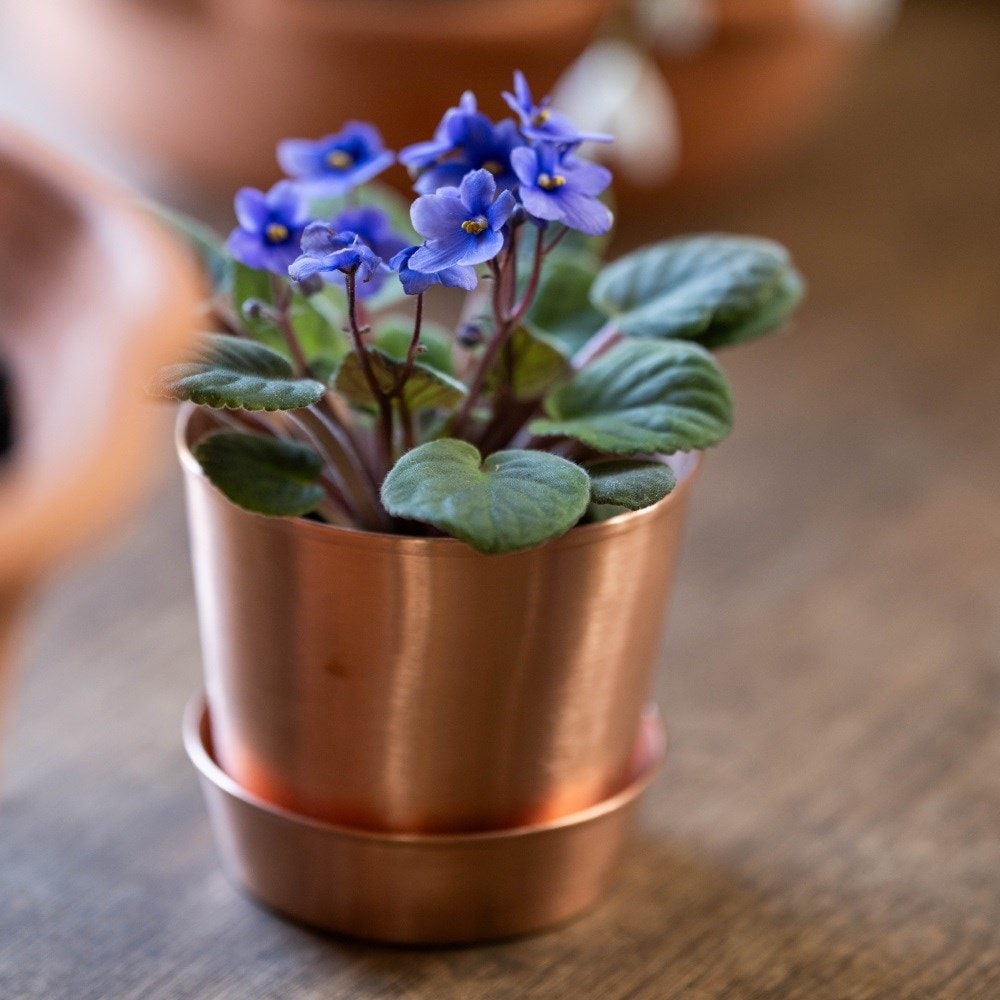 <i>Saintpaulia Light Blue </i> 