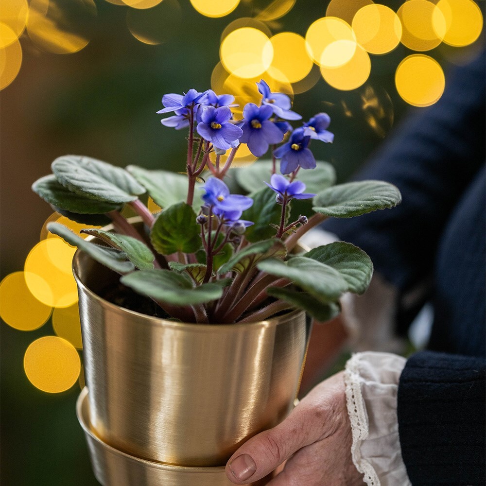 <i>Saintpaulia Light Blue</i> 