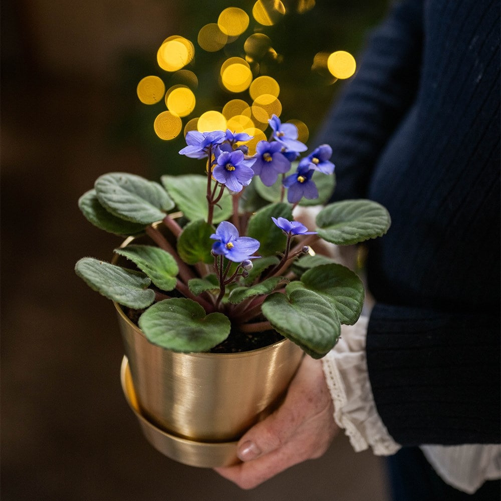 <i>Saintpaulia Light Blue</i> 