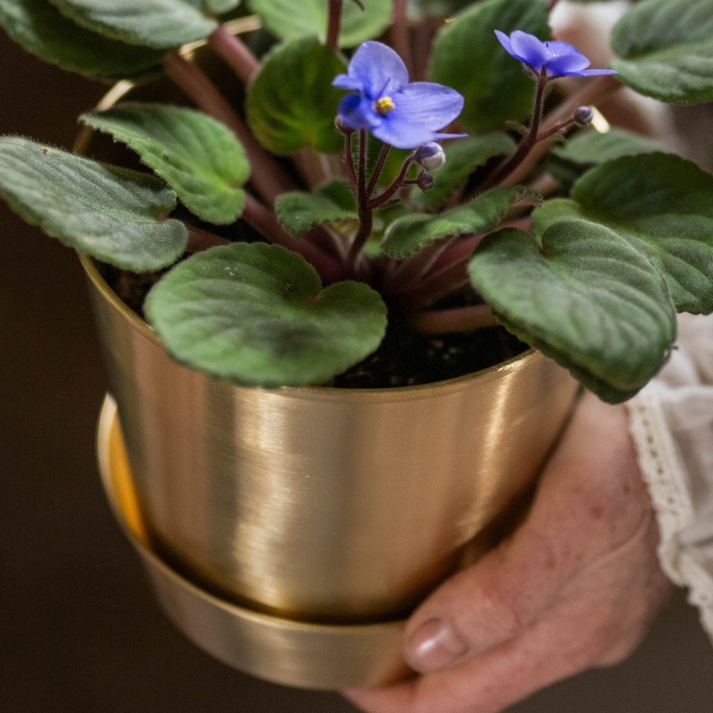 <i>Saintpaulia Light Blue</i> 