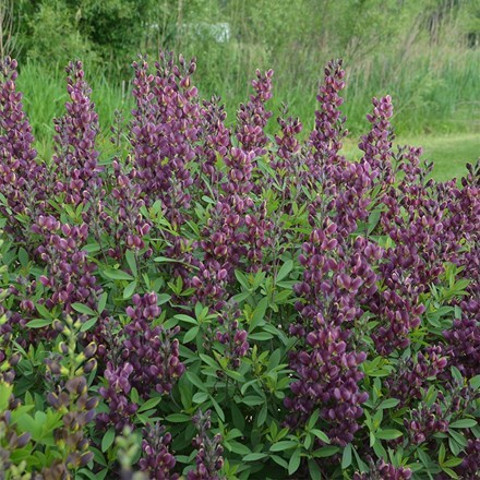 Baptisia Burgundy Blast