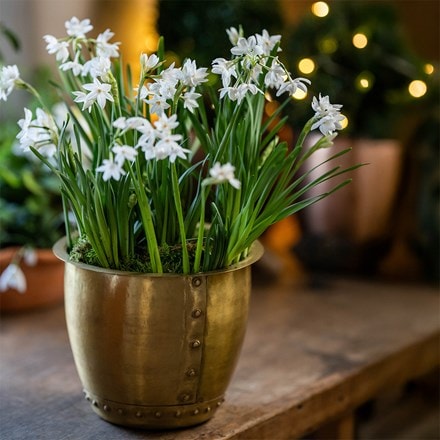 Perfumed paperwhites in large nursery pot