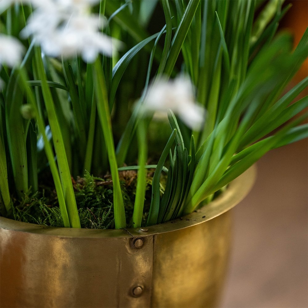 Perfumed paperwhites in large pot | Houseplant