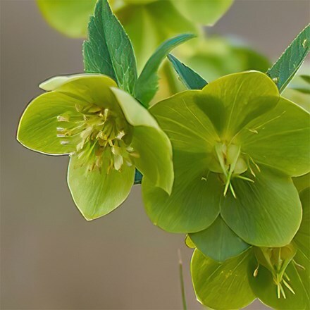 Helleborus × hybridus Green