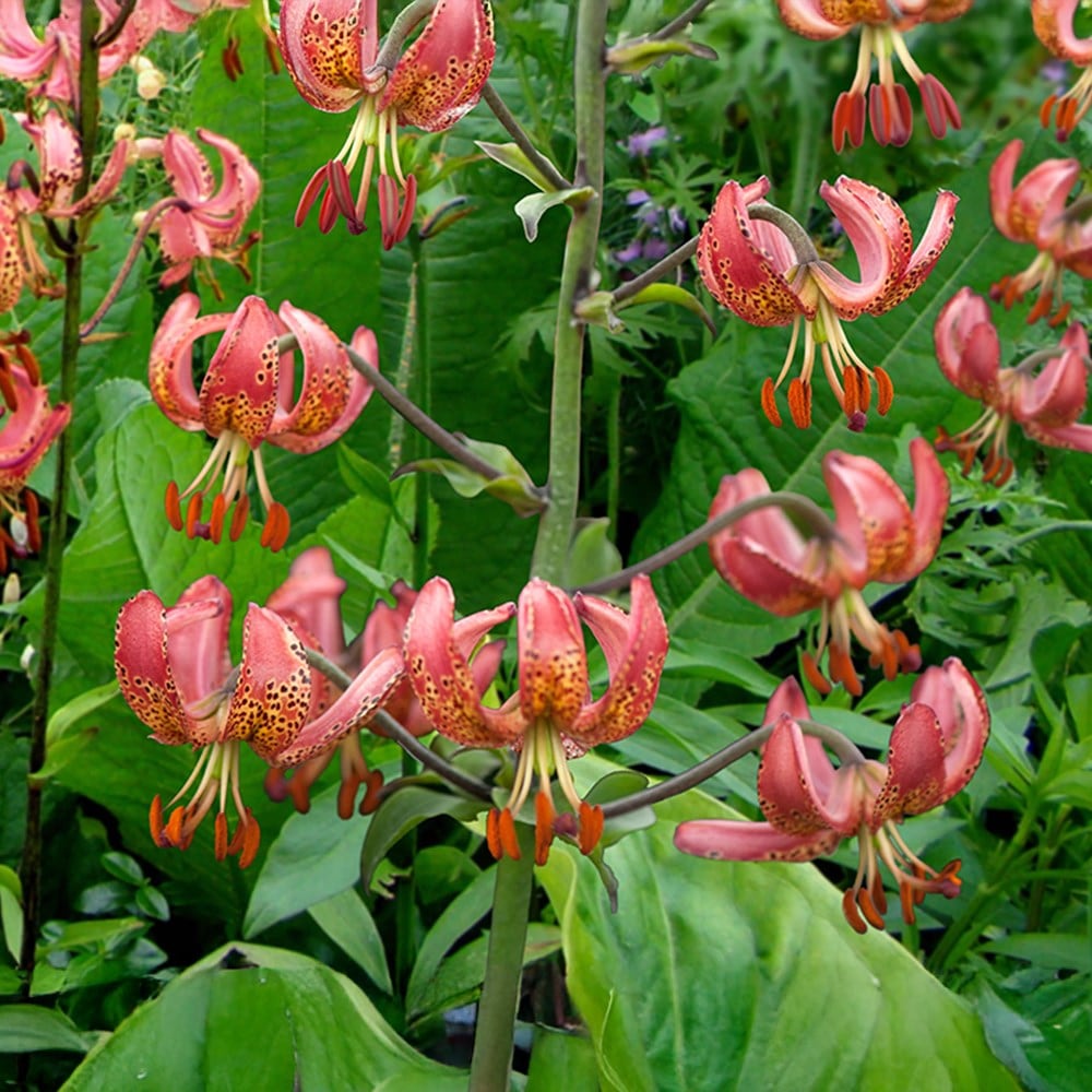 Product options image