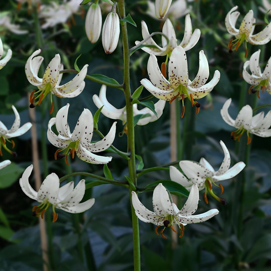 martagon lily