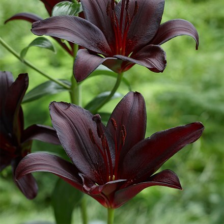 Lilium Nightrider