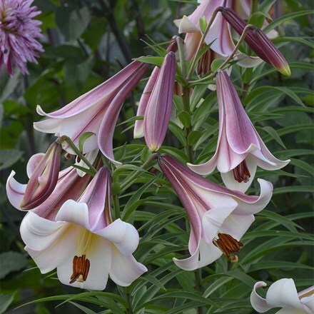 Lilium Eastern Moon
