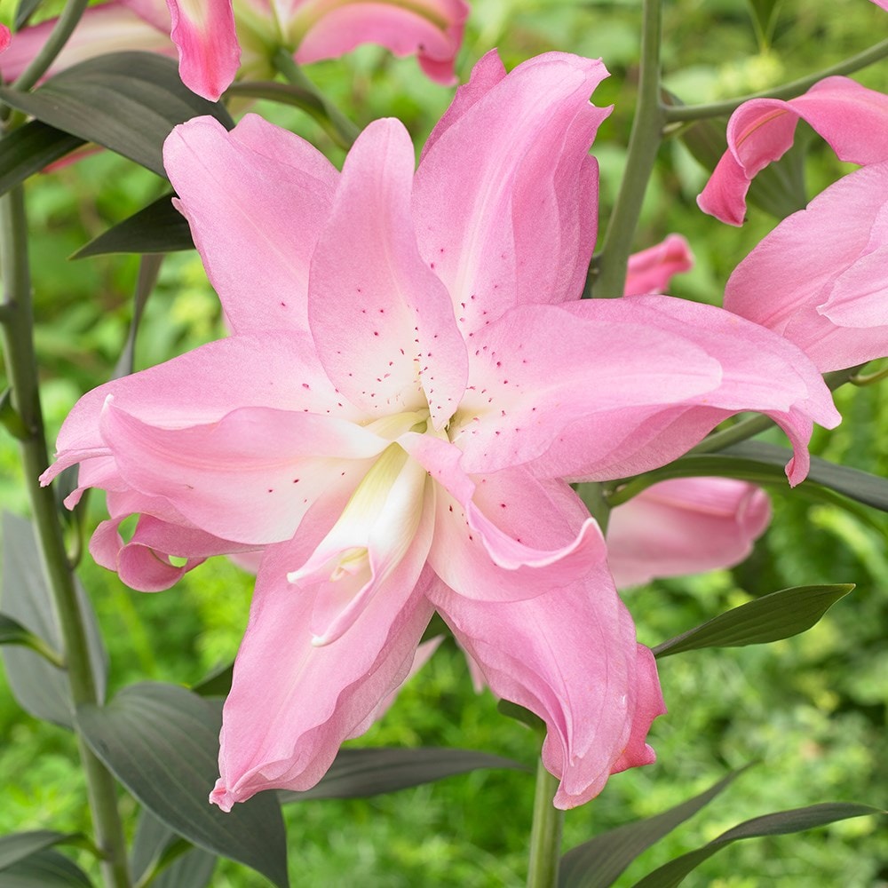 Product options image