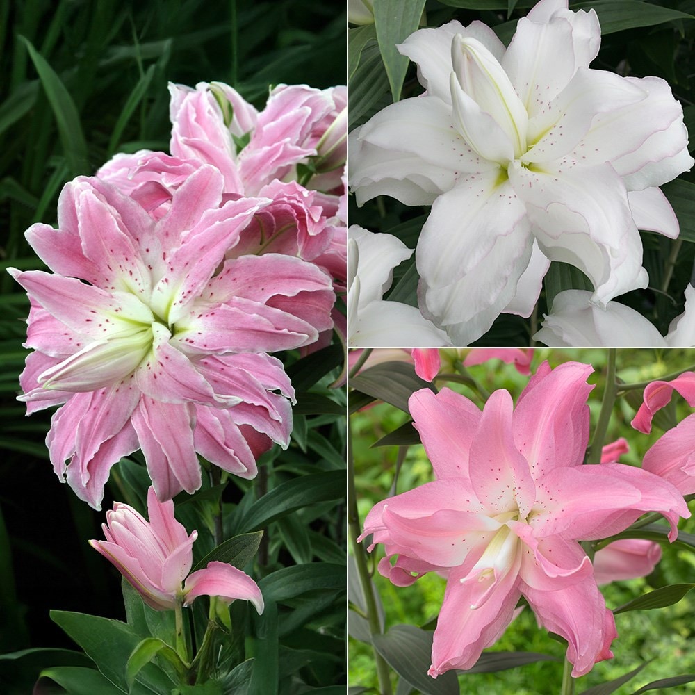 Pollen free lily collection