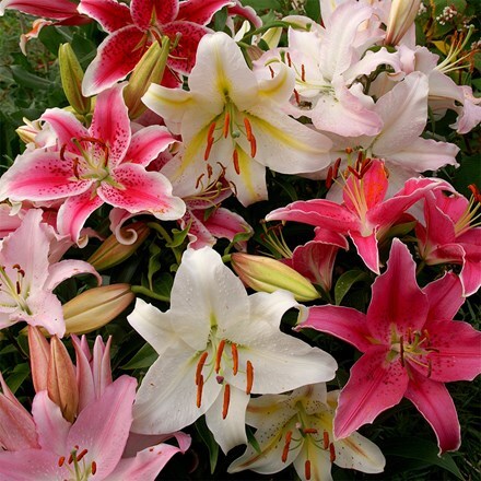 Lilium Giant Oriental mixed
