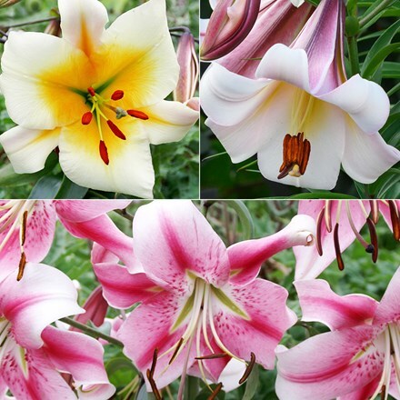 Skyscraper lily collection