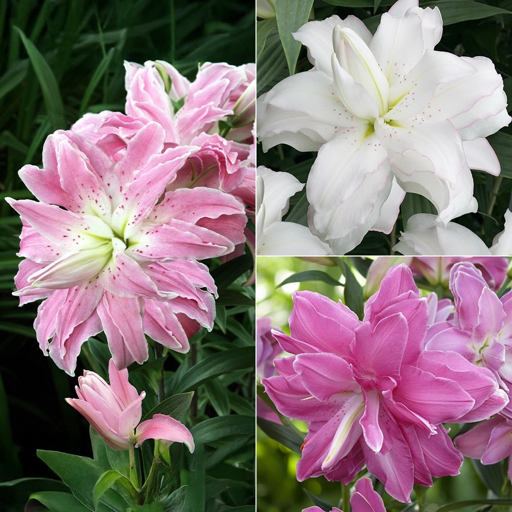 Product options image