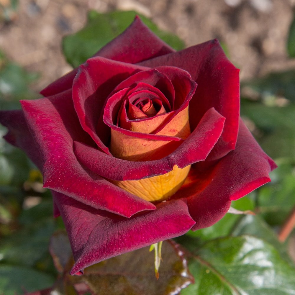 <i>Rosa</i> 'Eddy Mitchell' | Hybrid Tea Rose