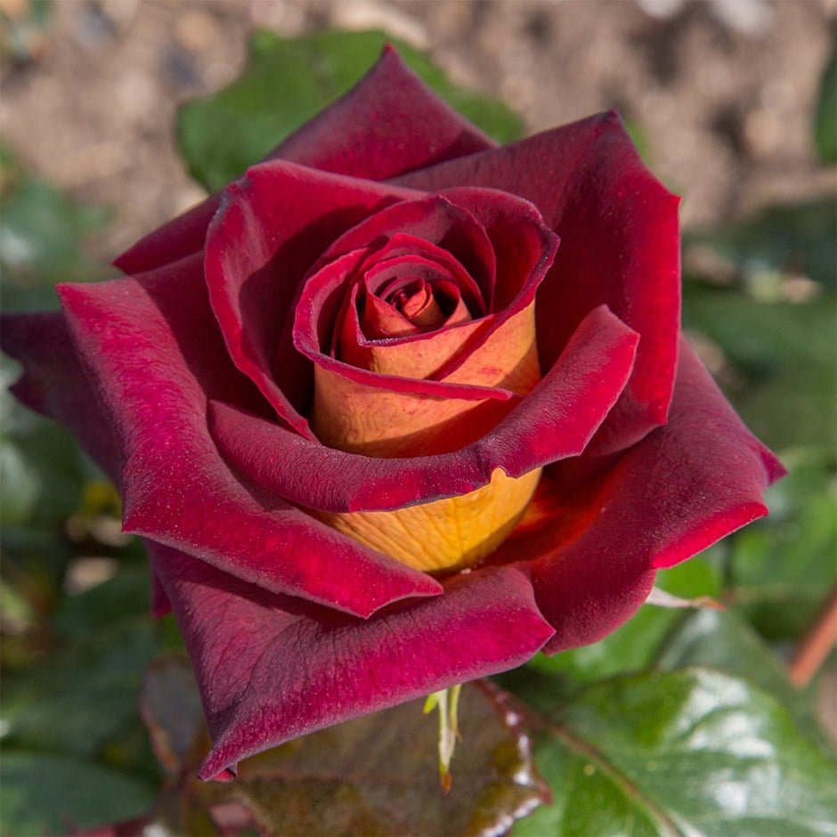 <i>Rosa</i> 'Eddy Mitchell' | Hybrid Tea Rose
