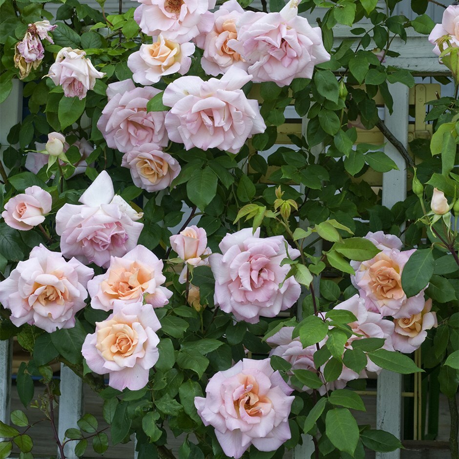 rose Michèle Meilland (hybrid tea)