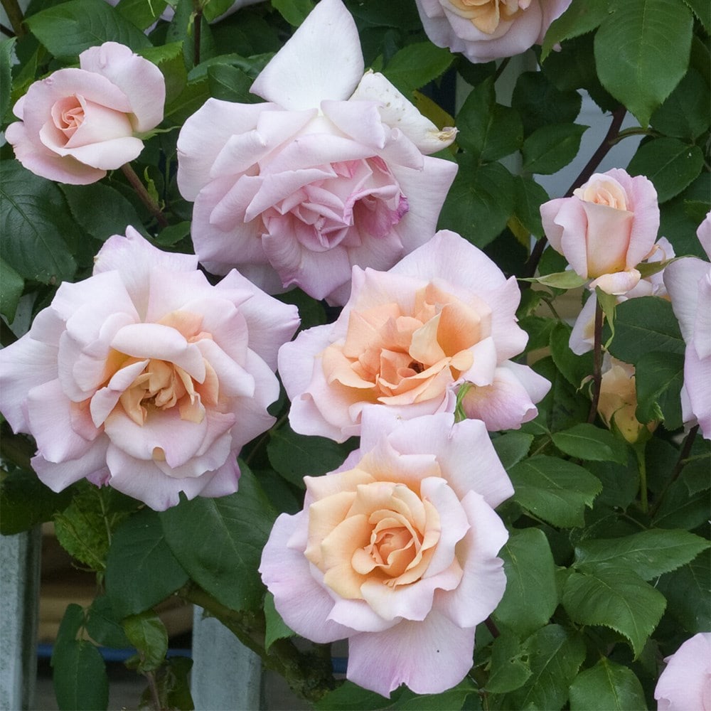 <i>Rosa</i> 'Michèle Meilland' | Hybrid Tea Rose