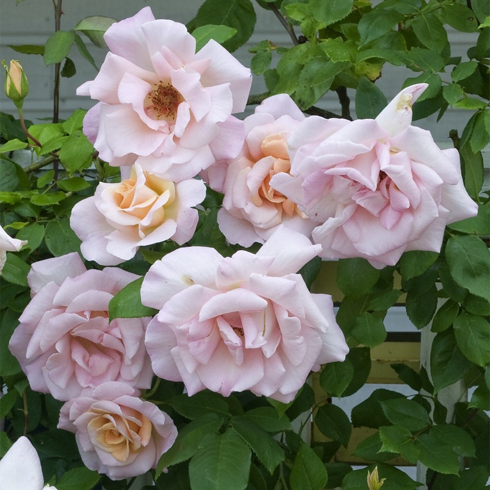 <i>Rosa</i> 'Michèle Meilland' | Hybrid Tea Rose