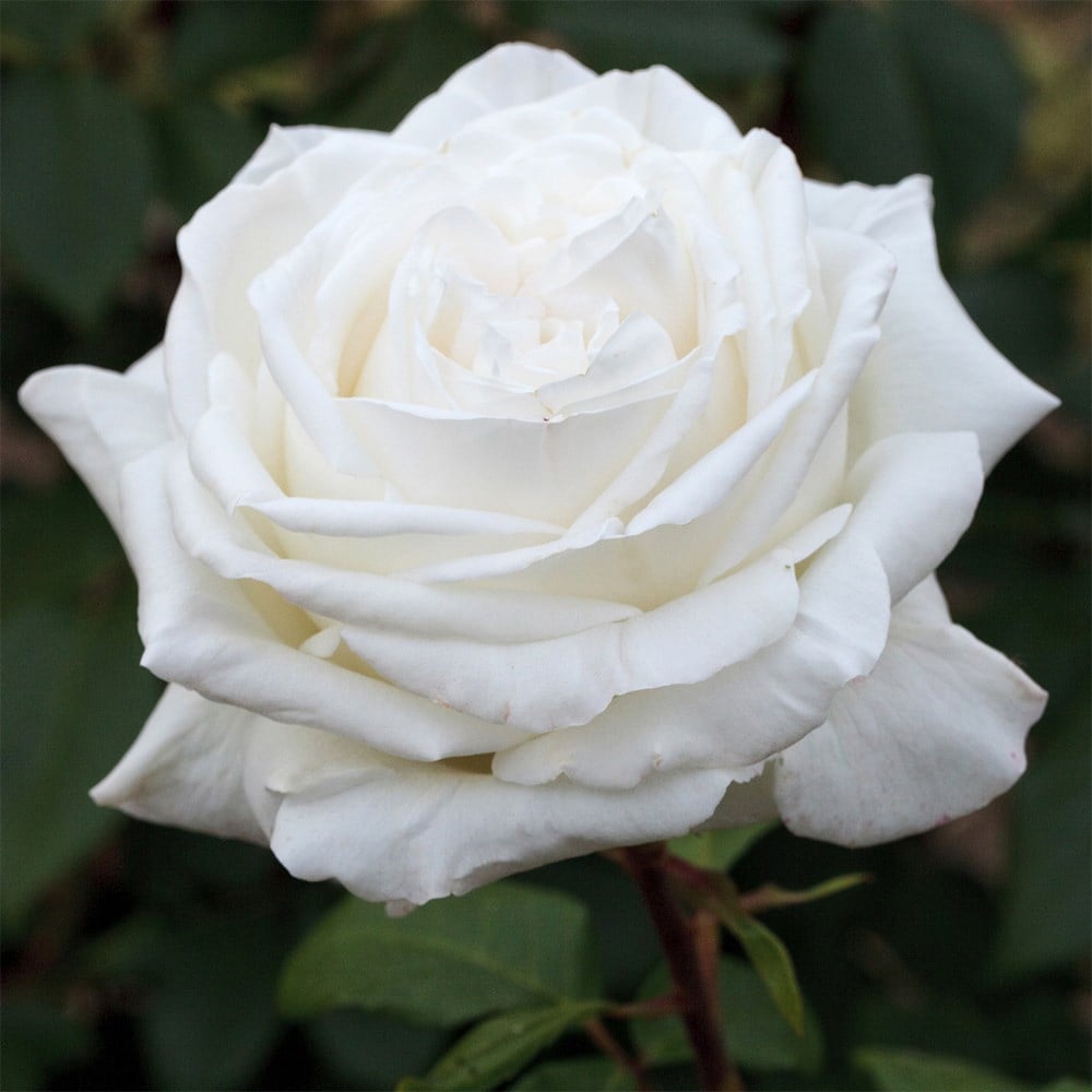 <i>Rosa</i> <b class=small-caps>White Perfumella</b> ('Meicalanq') (PBR) | Hybrid Tea Rose