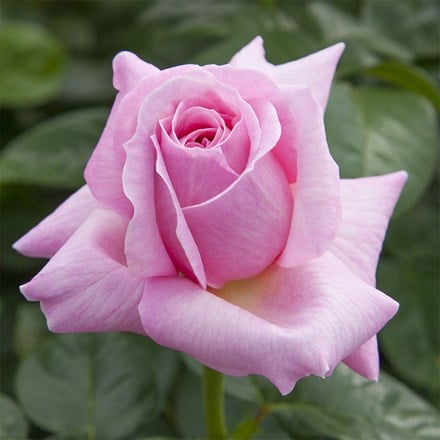 Rosa Pink Eureka ('Meiagadou') (PBR)