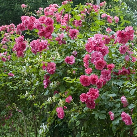 Rosa Pink La Sevillana ('Meigeroka')