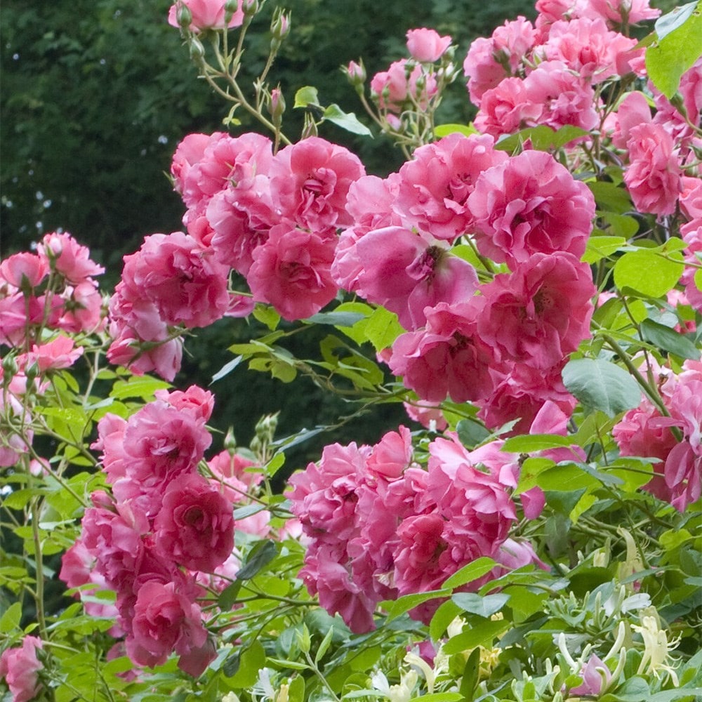 <i>Rosa</i> <b class=small-caps>Pink La Sevillana</b> ('Meigeroka') | Floribunda Rose