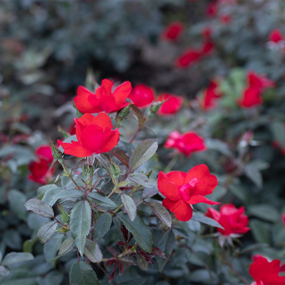 <i>Rosa</i> <b class=small-caps>Pink La Sevillana</b> ('Meigeroka') | Floribunda Rose