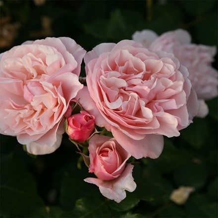 Rosa Eifelzauber ('Korcarbas') (PBR)