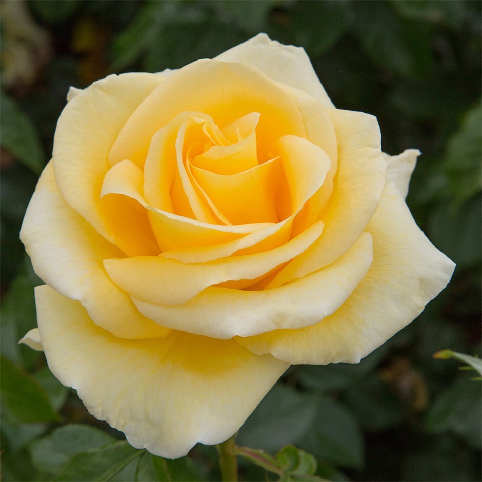 <i>Rosa</i> <b class=small-caps>Golden Eureka</b> ('Meikanaro') (PBR) | Floribunda Bush Rose