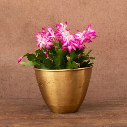 Schlumbergera Pink flowered