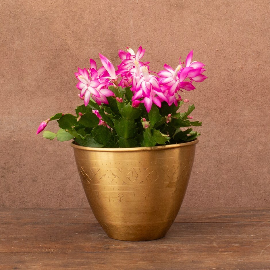 Christmas cactus