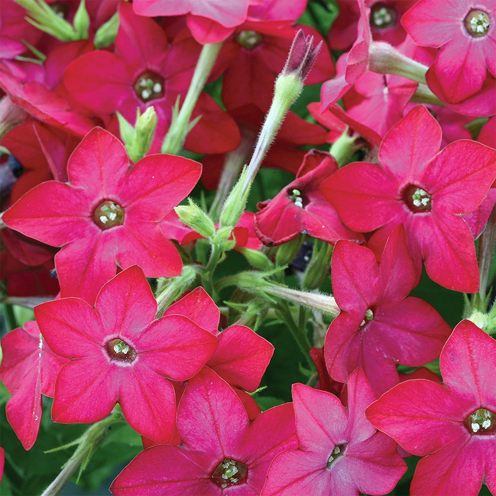 <i>Nicotiana</i> 'Cuba Rose'