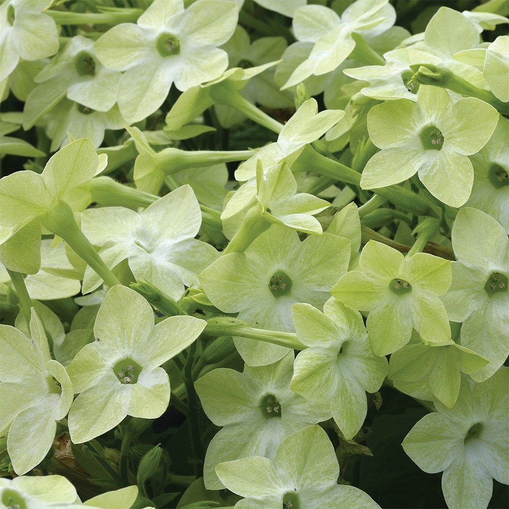 <i>Nicotiana</i> 'Cuba Deep Lime'